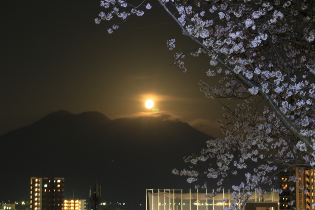 パール桜島と夜桜