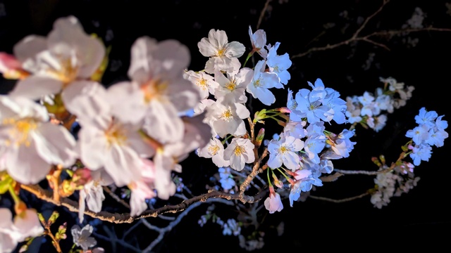 夜桜のみ
